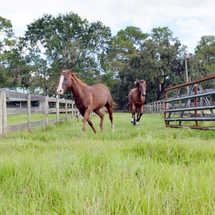 Equestrian Ranch Operations: Tips for Landowners