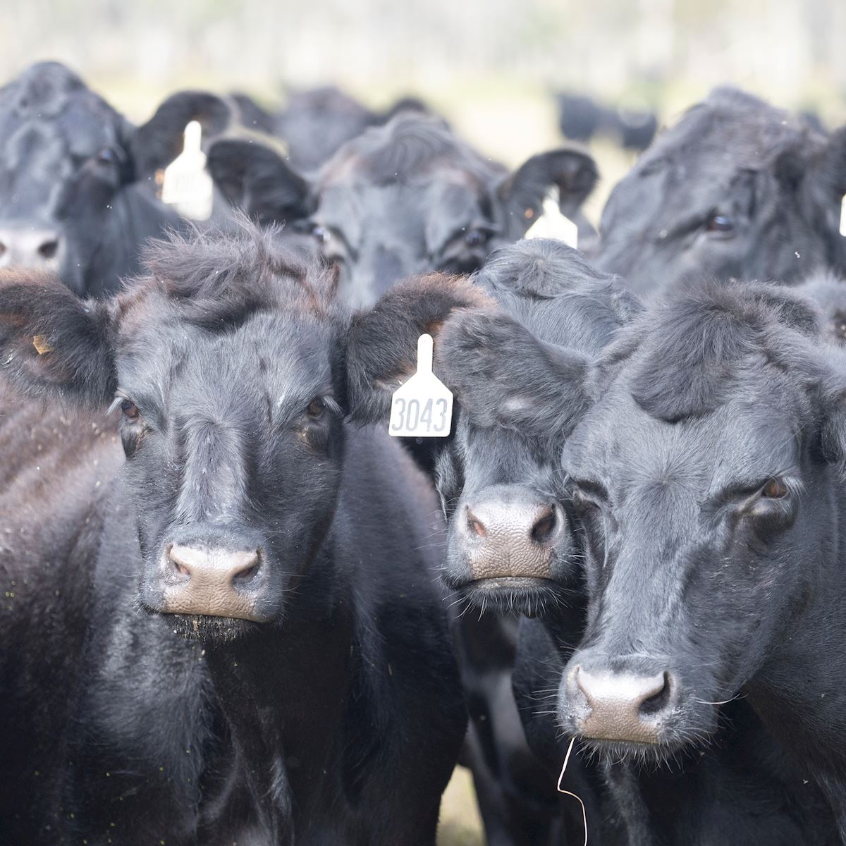 Should Landowners Invest In Florida's Cattle Industry?